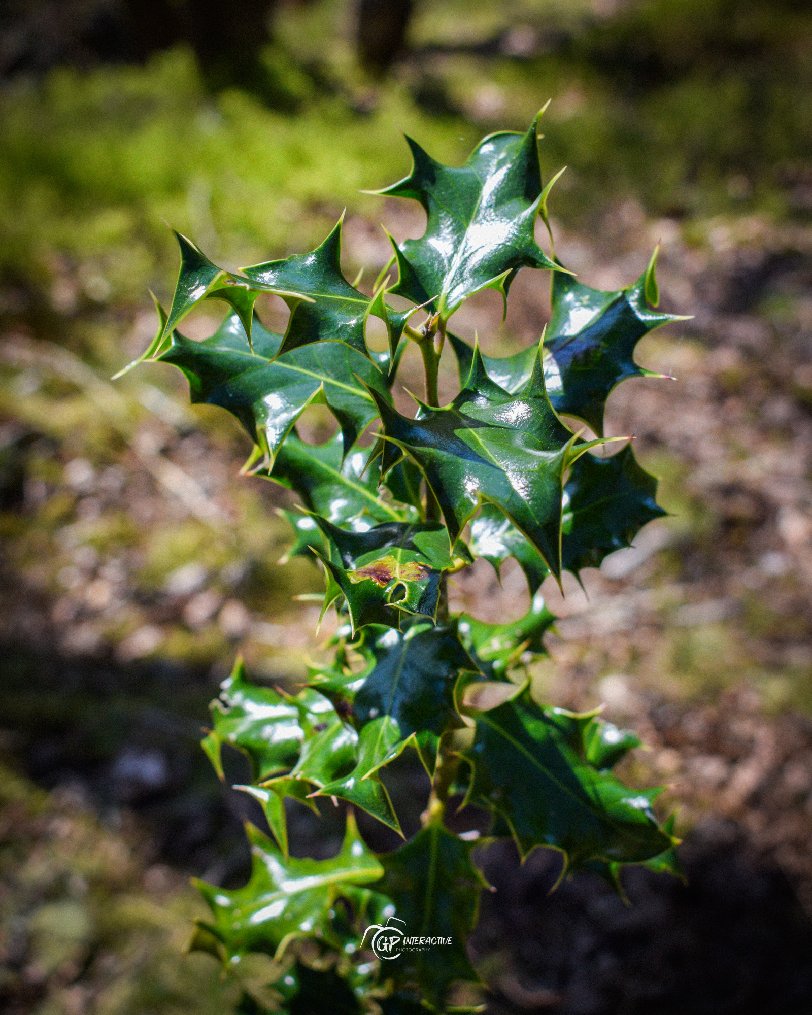 Pontneddfechan Falls