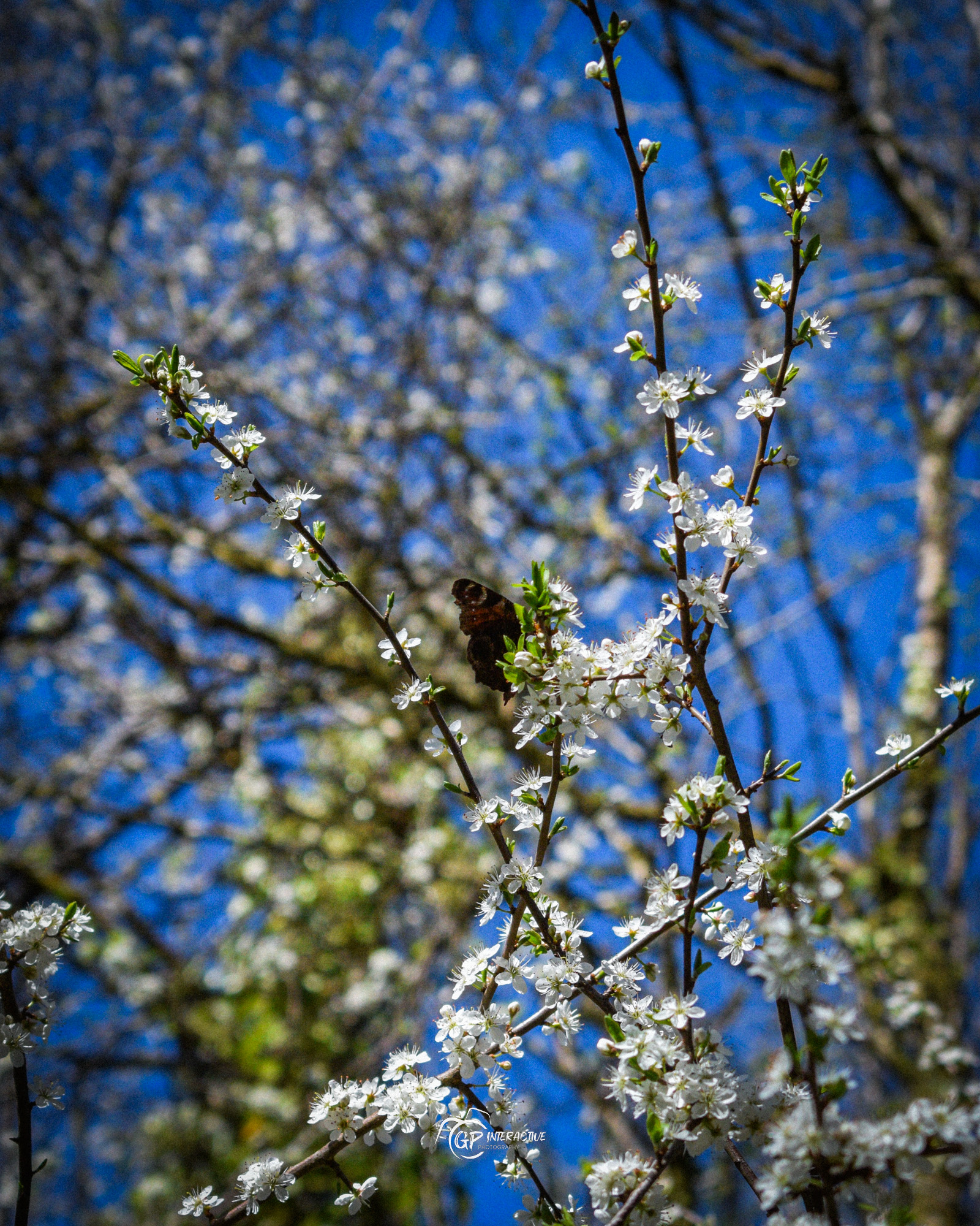 Pontneddfechan Falls