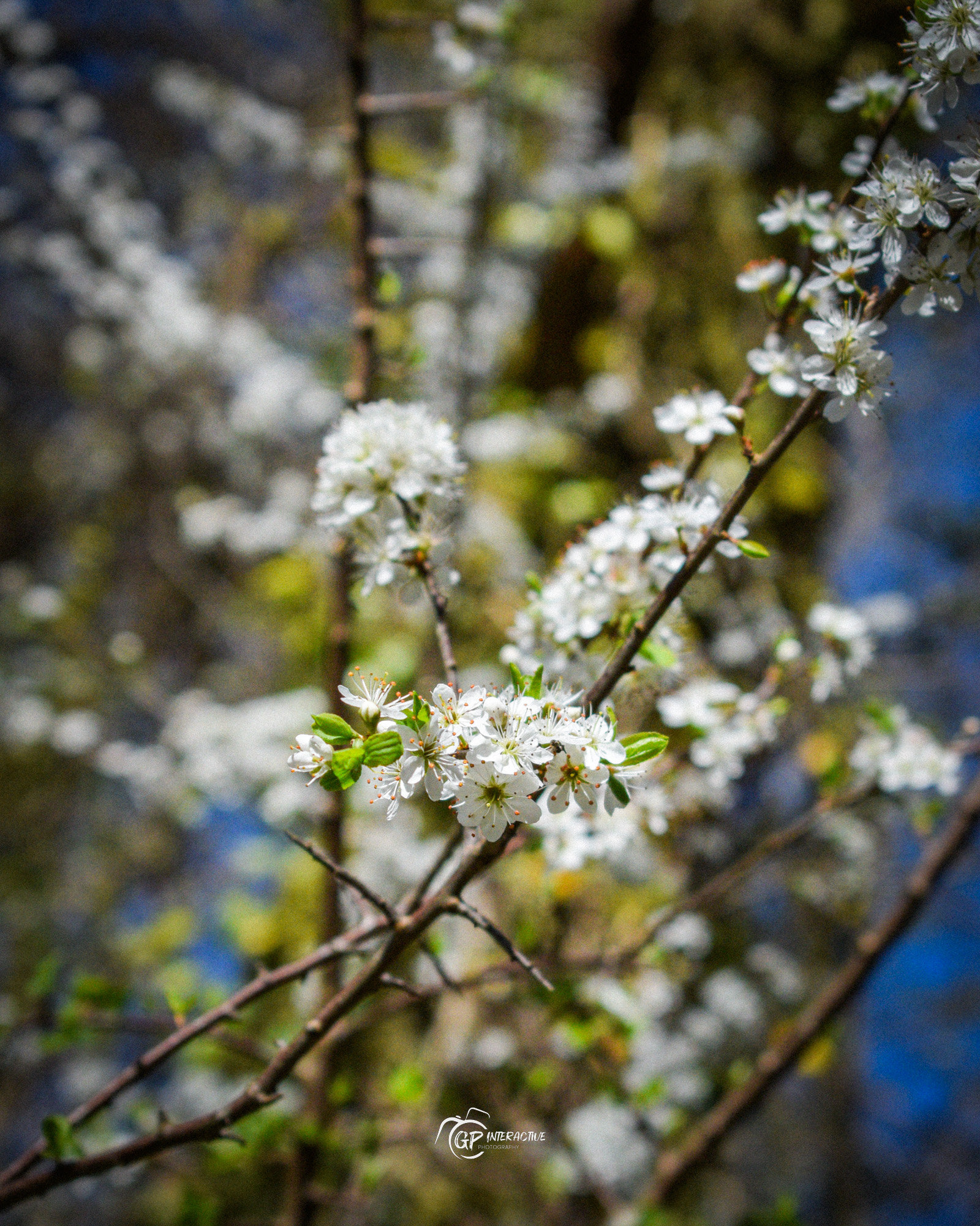 Pontneddfechan Falls