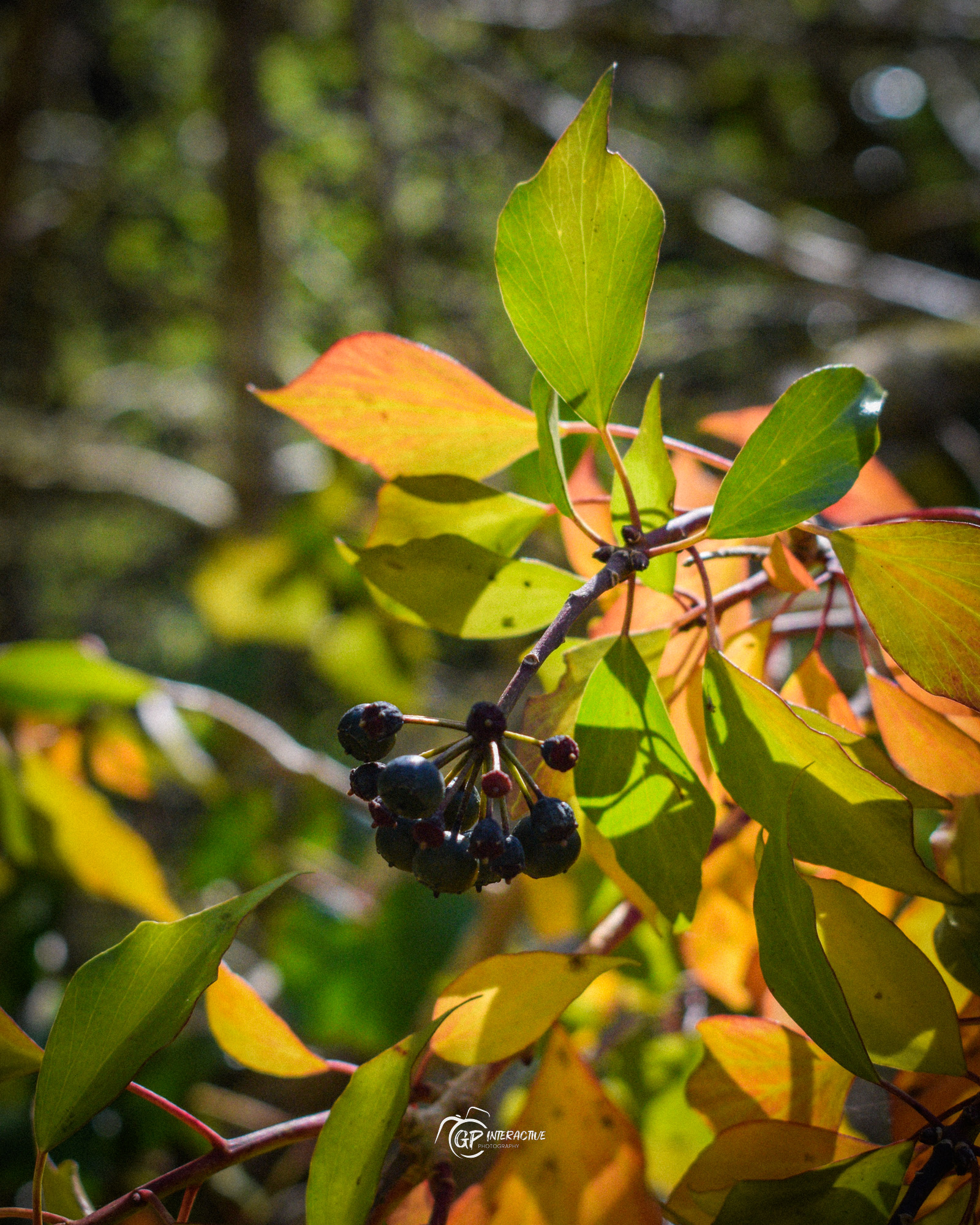 Pontneddfechan Falls