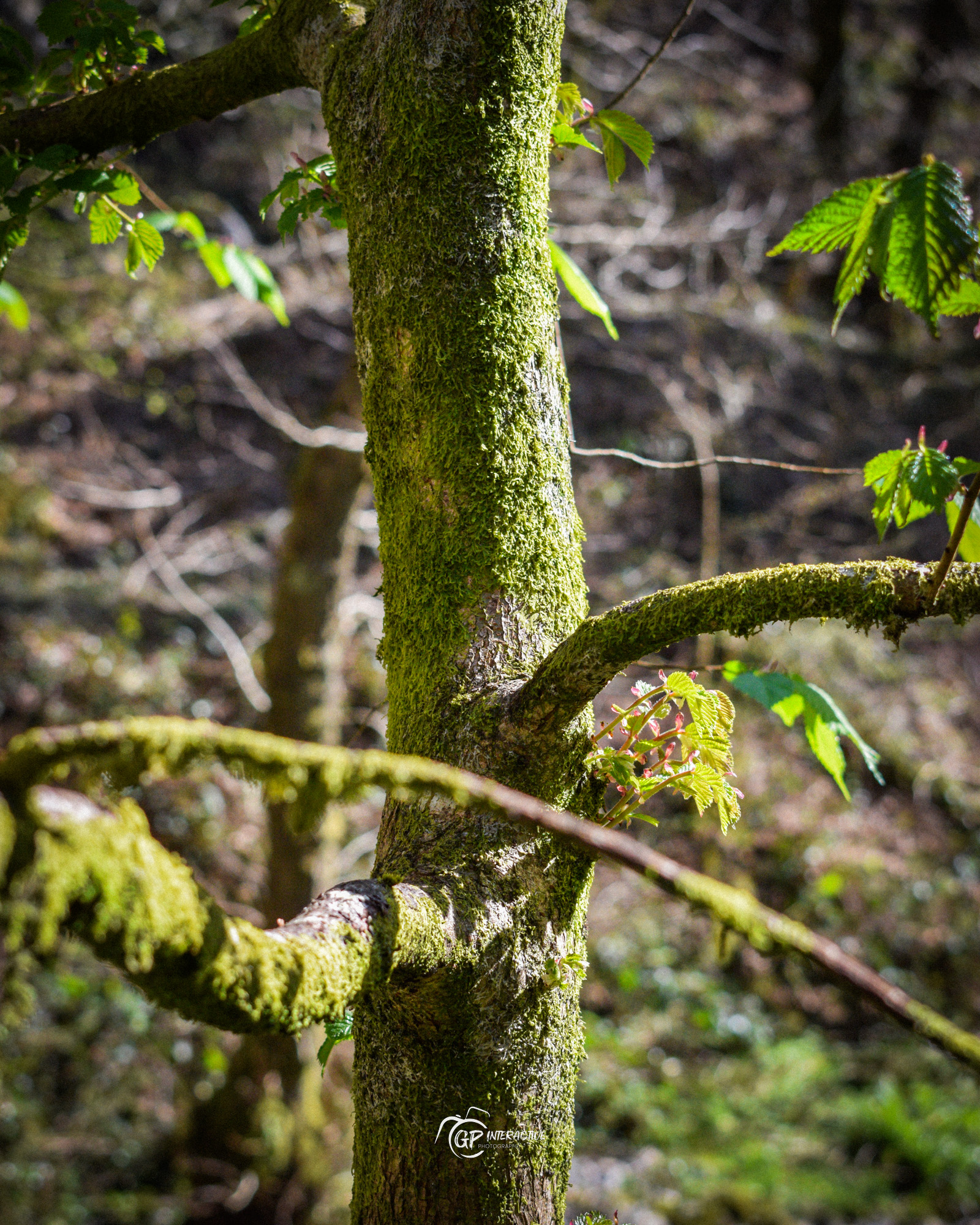 Pontneddfechan Falls